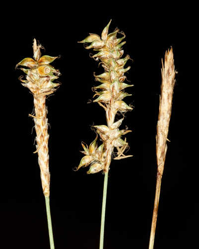 Carex exilis #30